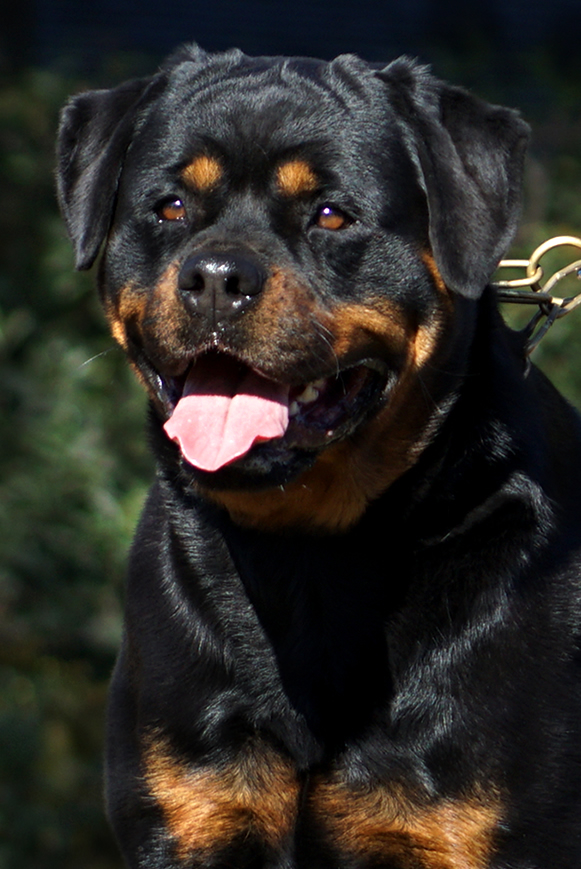 Selma de Moe's Rottweilers
