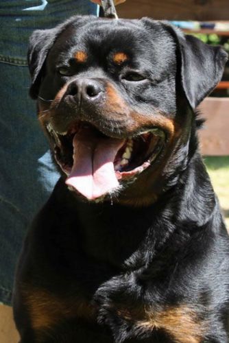Hunter Vom Wilden Westen