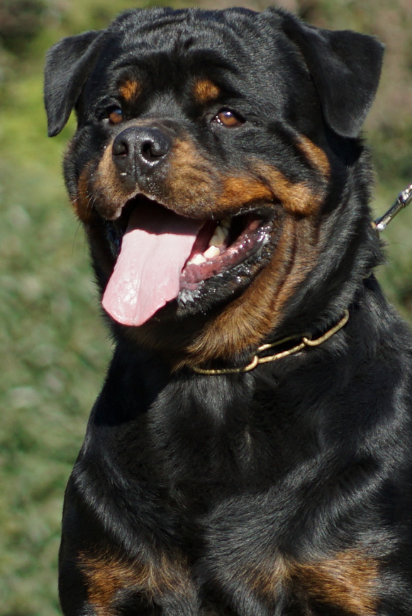 Bart de Moe's Rottweilers