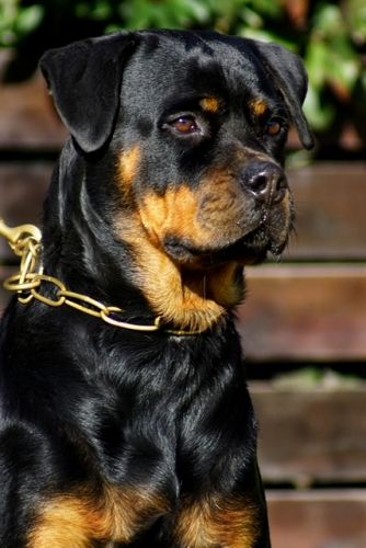 Ester de Moe's Rottweilers