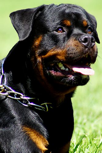 Atila de Moe's Rottweilers