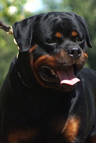 Zeus Von der Krone